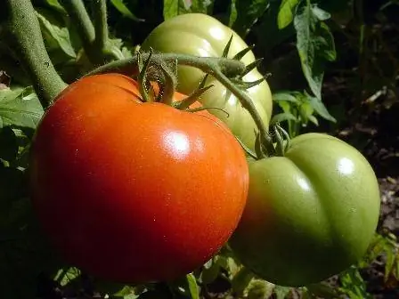 رشد گوجه فرنگی موروثی