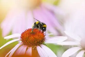 Albină polenizează o conifloră roz