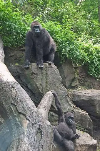 Două gorile la Grădina Zoologică din Bronx