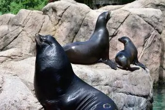 Leões marinhos no Zoológico do Bronx