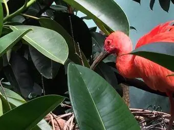 Pájaro rojo en el Zoológico del Bronx