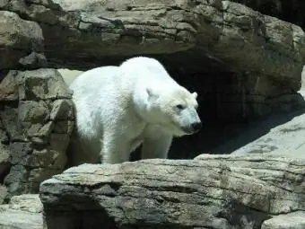 բեւեռային արջ