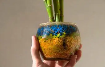 Plante de bambou dans un pot de fleurs en verre