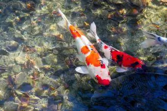 Krāsainas koi zivis ūdenī