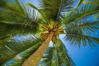 Privind în sus la palmierul de cocos