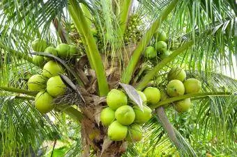 noci di cocco verdi in palma