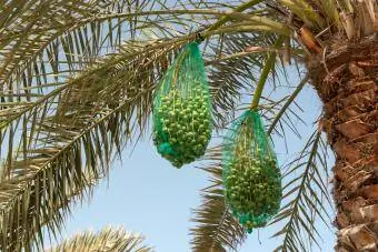 Datlid kaitstud võrkudega palmipuul