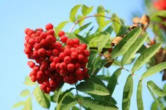 Mga berry ng puno ng abo sa sanga