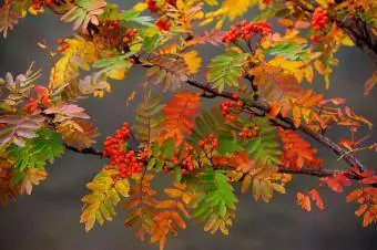 Hojas coloreadas del árbol Rowan.