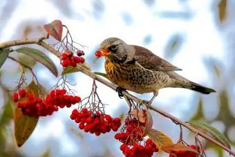 Vogel die lijsterbesbessen in de boom eet