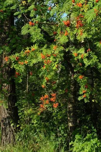 Pokok Rowan yang matang dalam hutan