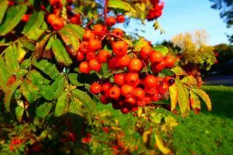 Καφέ στίγματα φύλλα στο Mountain Ash