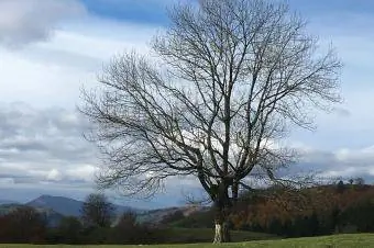 Arbre de frêne de montagne en hiver