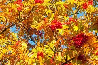 Eberesche im Herbst