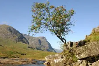 Bjergasketræ nær et vandløb