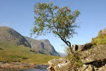 شجرة رماد الجبل بالقرب من مجرى مائي