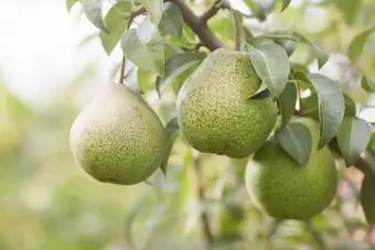 Pears zilizoiva zikining'inia kutoka kwa tawi la mti wa peari