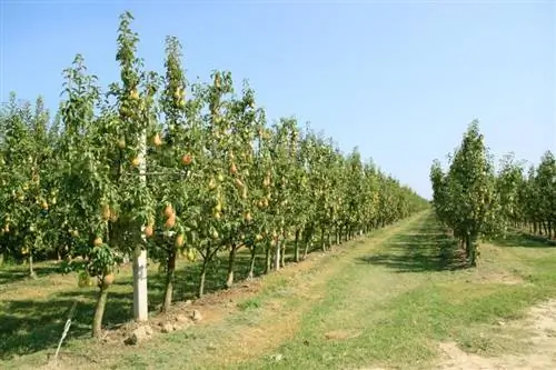 নাশপাতি গাছের বর্ণনা, প্রকারভেদ এবং মজার তথ্য