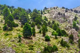 bosque de cedros