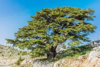 Naturreservat Barouk Libanon