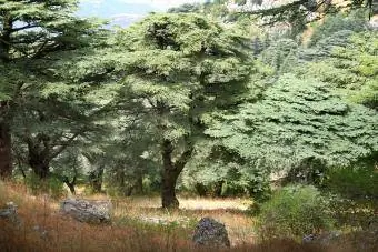 Hutan Cedar