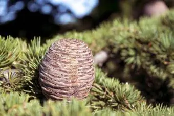 Cone de uma árvore de cedro