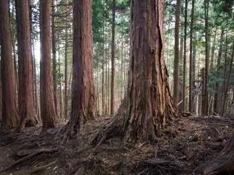 Hutan Cedar