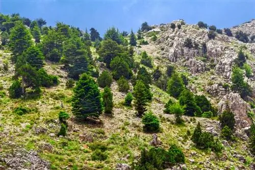 Drzewo cedrowe w Libanie