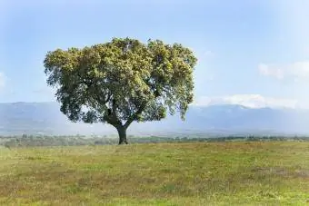 Bellissimo paesaggio con un leccio solitario sul campo