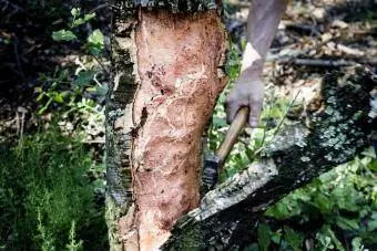 Estrazione della corteccia della quercia da sughero per l'ottenimento del sughero