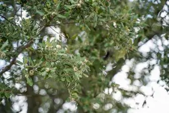 Chêne vert dans la forêt