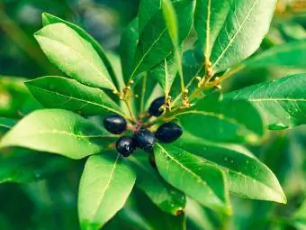 Daun laurel dan buah beri di pohon