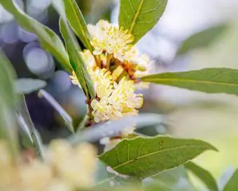 Laurbær med blomst