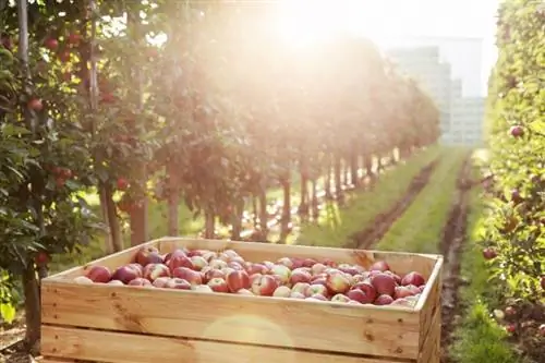 راهنمای درخت سیب: ظاهر، موارد استفاده و نحوه رشد آنها