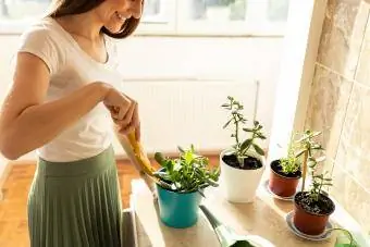 Nuori nainen hoitaa puutarhan jadekasvia (Crassulata ovata)