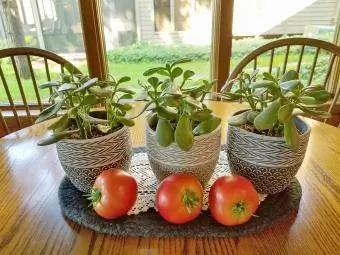 نباتات اليشم في إناء للزهور على طاولة المطبخ