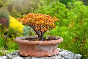 Jade Plant vintage terrakottaruukussa