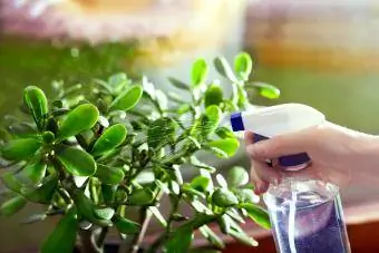 Pag-spray ng Jade Plants