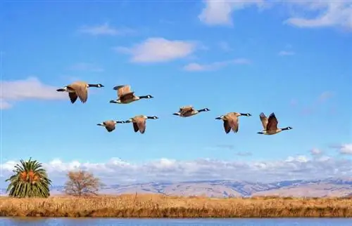 Feiten over Canada Goose voor kinderen