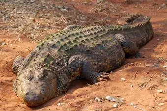 Krokodili i shkretëtirës