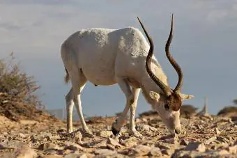 Addax antilopa