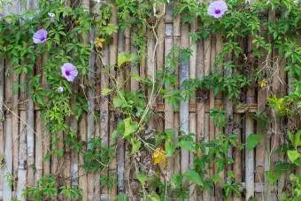 Fond plein cadre d'une clôture en bambou ancienne et vieillie avec plante de vigne en fleurs