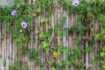 Fuld ramme baggrund af et gammelt og gammelt bambushegn med blomstrende vinplante