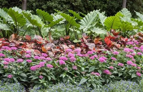 Planificación y consejos para el diseño del jardín de lluvia