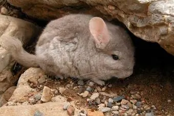 Chinchilla