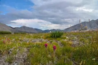 Alpine tundra i Sierra Nevada