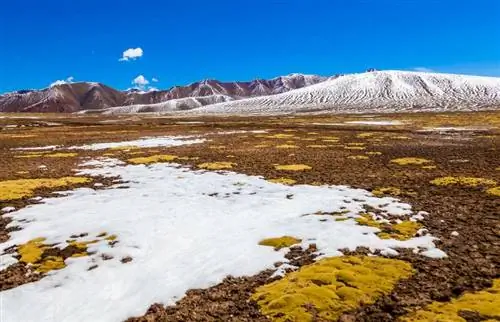 30 fatti sulla tundra per bambini