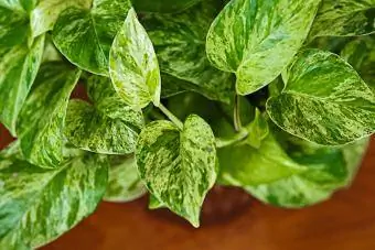 Golden Pothos