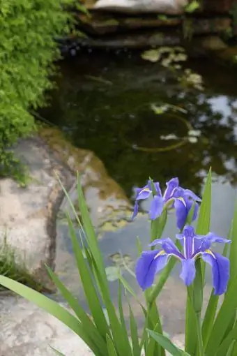 Iris Louisiana