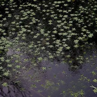 estrella de agua